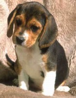/album/fotogaleria/beagle01-jpg/