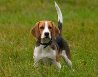 /album/fotogaleria/beagle02-jpg/