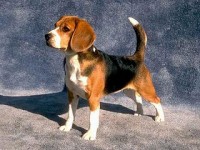 /album/fotogaleria/beagle-the-pedigree-database-jpg/