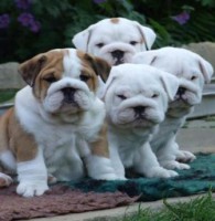 /album/fotogaleria/a1293546929-151672161-1-fotos-de-regalo-cachorros-bulldog-ingles-para-2011-jpg/