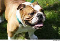 /album/fotogaleria/bulldog-ingles-2204-300x207-jpg/
