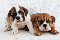 /album/fotogaleria/bulldog-ingles-300x201-jpg/