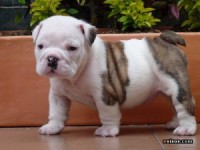 /album/fotogaleria/bulldog-ingles-d9c60962-3-300x225-jpg/