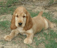Cachorrito cocker, canela