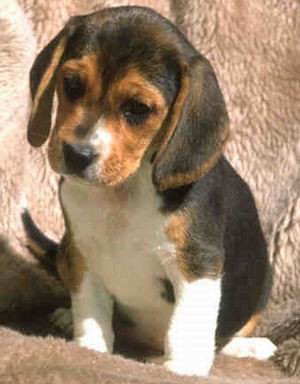 Beagle cachorro