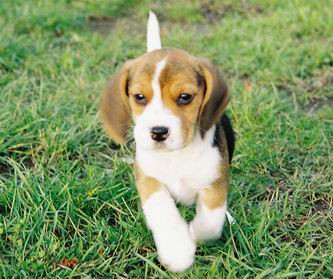 Cachorrito beagle