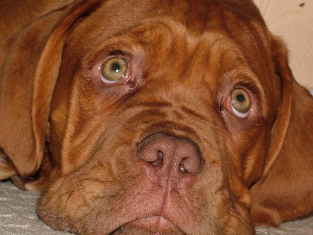 Carita de dogo de burdeos cachorro
